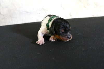 Les chiots de Epagneul Breton