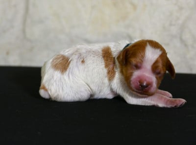 Les chiots de Epagneul Breton