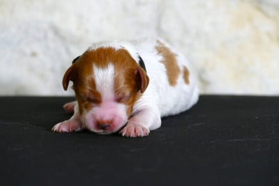 Les chiots de Epagneul Breton