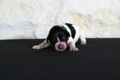Les chiots de Epagneul Breton