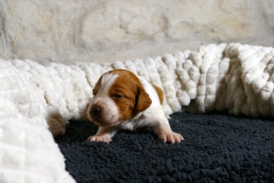 Les chiots de Epagneul Breton