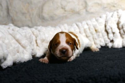 Les chiots de Epagneul Breton