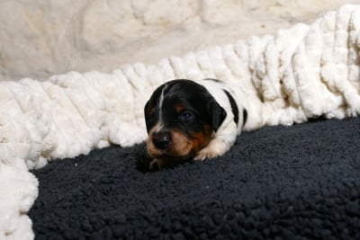 Les chiots de Epagneul Breton