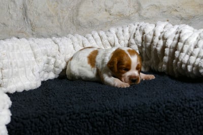 Les chiots de Epagneul Breton