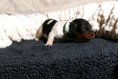 Les chiots de Epagneul Breton