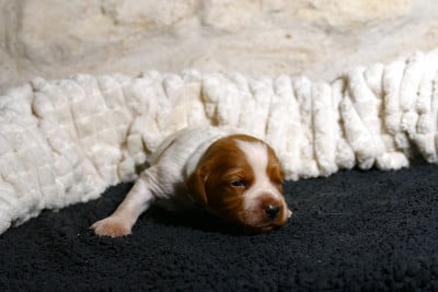 Les chiots de Epagneul Breton