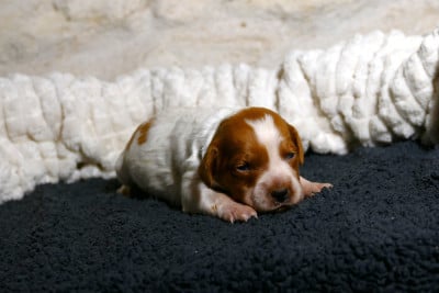 Les chiots de Epagneul Breton