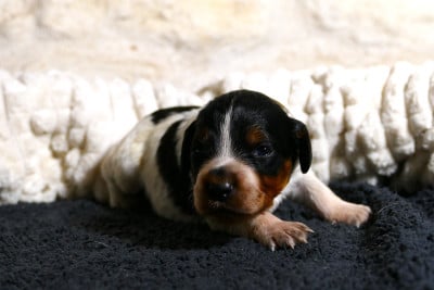 Les chiots de Epagneul Breton