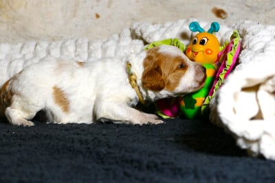 Les chiots de Epagneul Breton
