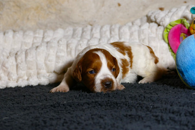 Les chiots de Epagneul Breton