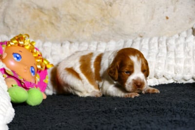 Les chiots de Epagneul Breton
