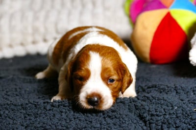 Les chiots de Epagneul Breton