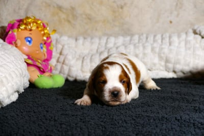 Les chiots de Epagneul Breton