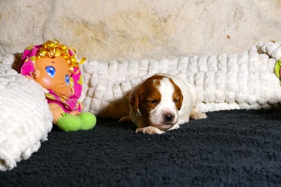 Les chiots de Epagneul Breton