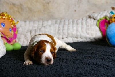 Les chiots de Epagneul Breton