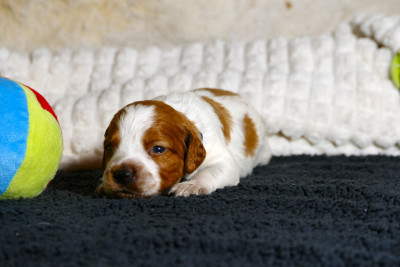 Les chiots de Epagneul Breton
