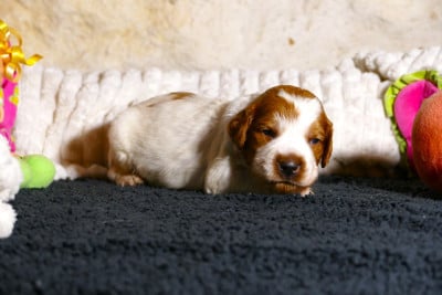 Les chiots de Epagneul Breton