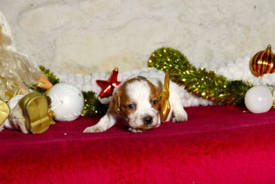 Les chiots de Epagneul Breton