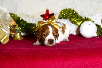 Les chiots de Epagneul Breton
