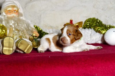 Les chiots de Epagneul Breton