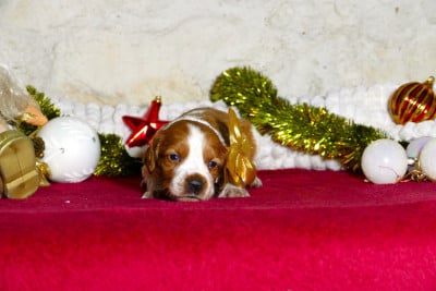 Les chiots de Epagneul Breton