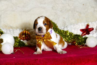 Les chiots de Epagneul Breton