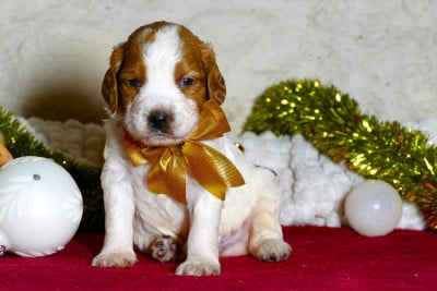 Les chiots de Epagneul Breton