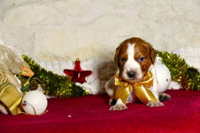 Les chiots de Epagneul Breton