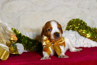 Les chiots de Epagneul Breton