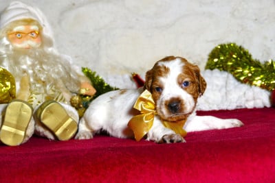 Les chiots de Epagneul Breton