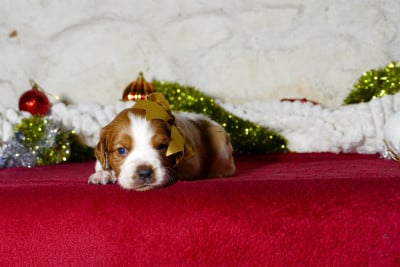 Les chiots de Epagneul Breton