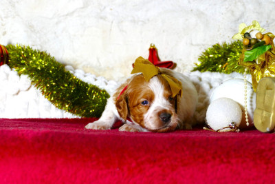 Les chiots de Epagneul Breton