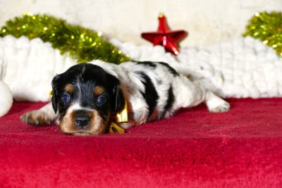 Les chiots de Epagneul Breton