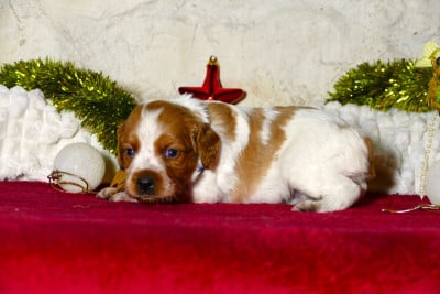 Les chiots de Epagneul Breton