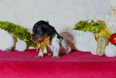 Les chiots de Epagneul Breton