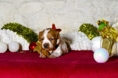 Les chiots de Epagneul Breton