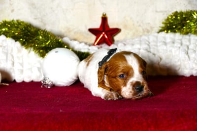 Les chiots de Epagneul Breton