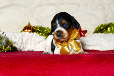Les chiots de Epagneul Breton