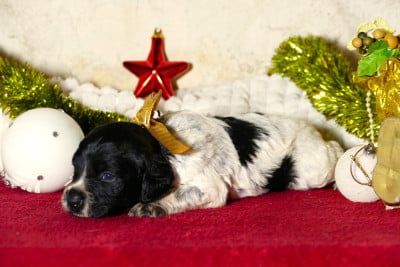 Les chiots de Epagneul Breton