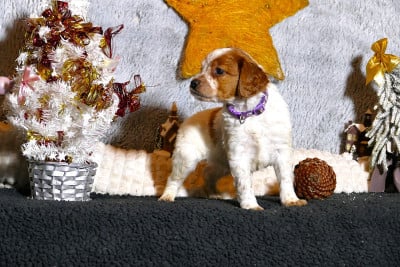 Les chiots de Epagneul Breton