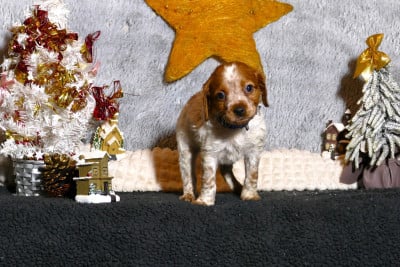 Les chiots de Epagneul Breton
