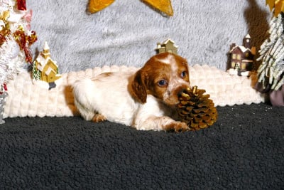 Les chiots de Epagneul Breton