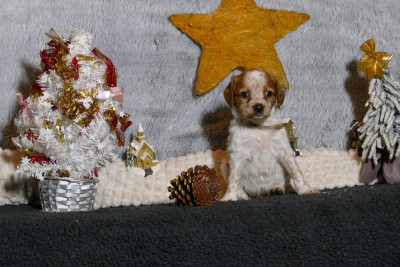 Les chiots de Epagneul Breton