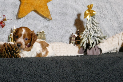 Les chiots de Epagneul Breton