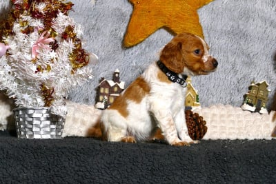 Les chiots de Epagneul Breton