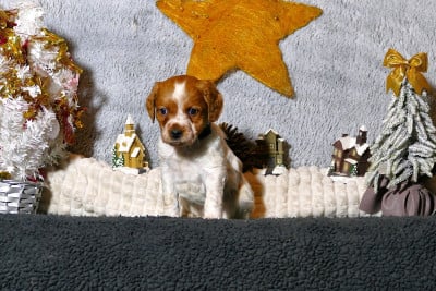 Les chiots de Epagneul Breton