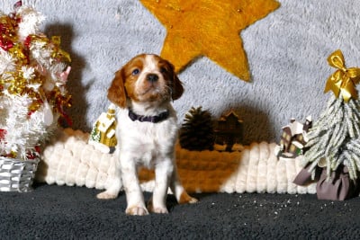 Les chiots de Epagneul Breton