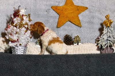 Les chiots de Epagneul Breton