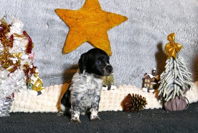 Les chiots de Epagneul Breton