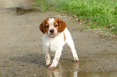 Les chiots de Epagneul Breton